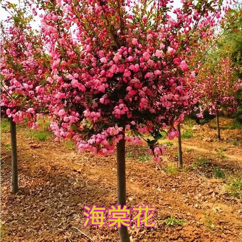 海棠花树苗垂丝海棠西府海棠花卉阳台庭院盆栽地栽四季易活绿化苗