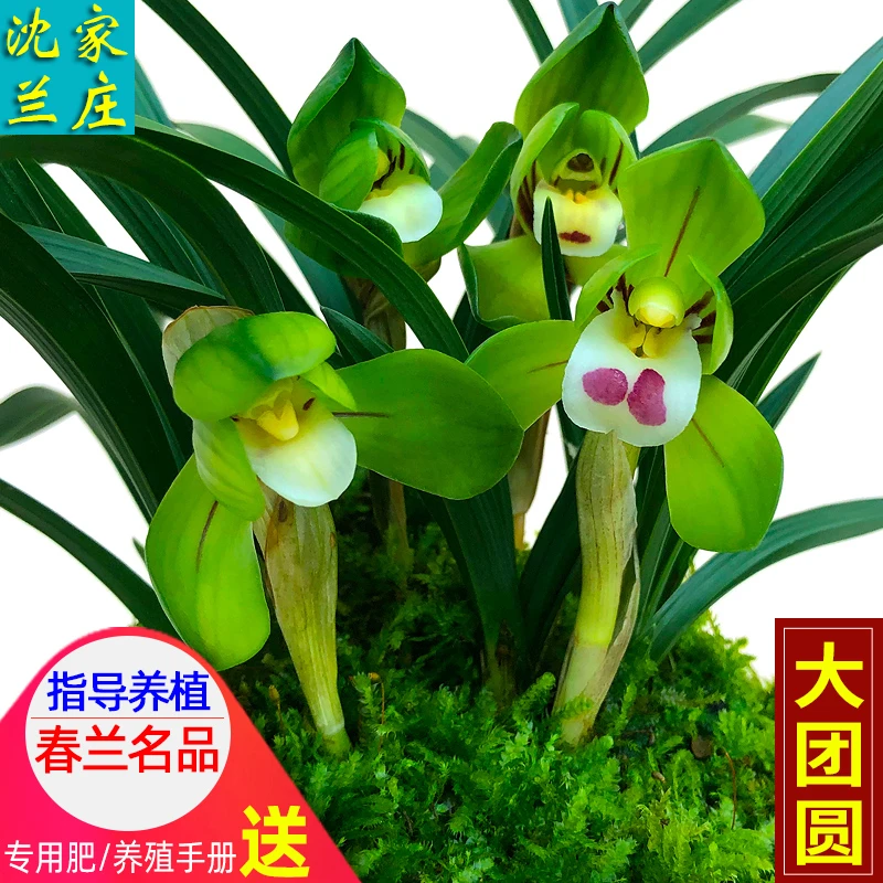 名贵春兰花苗【大团圆】矮种细叶盆栽室内阳台兰草客厅桌面阳台
