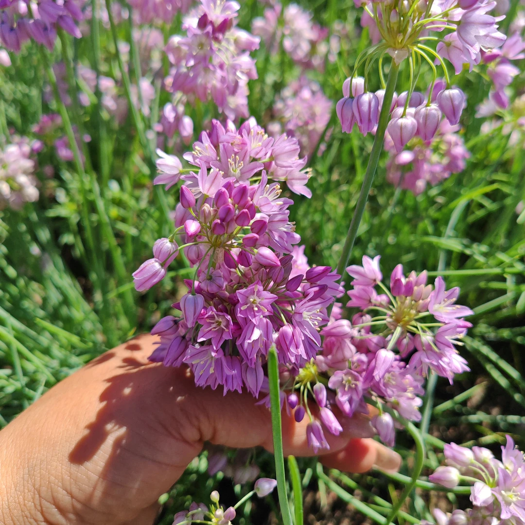 吉莫沙葱苗内蒙古好沙葱花极品沙葱花（湿的）