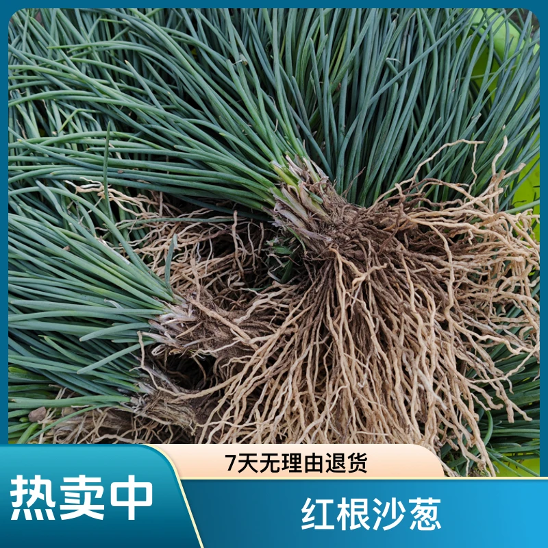 【吉莫甄选】吉莫自己地里的红根沙葱苗花盆种植