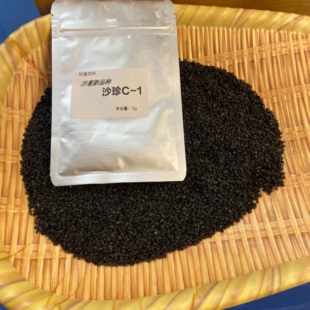 内蒙古特色沙葱籽沙珍c-1