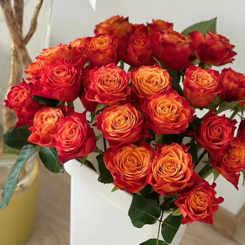 【原子】枝长45cm中小花头 11无土栽培玫瑰 现采现发 山东基地直发