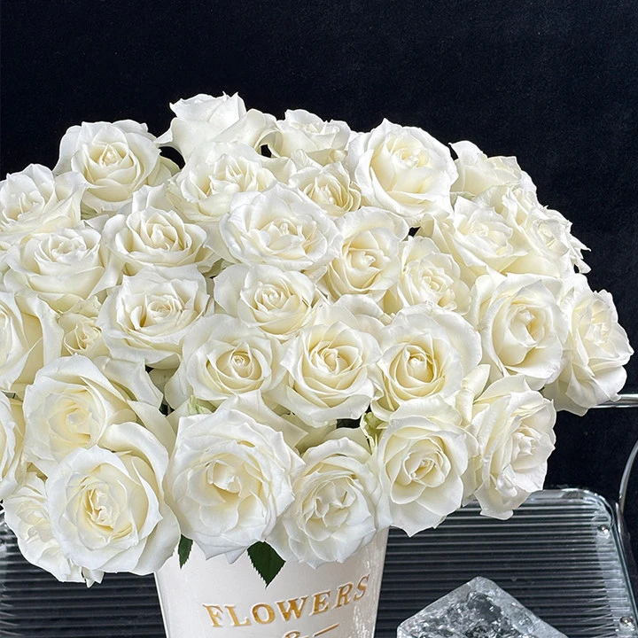 【如意花卉】【骄傲】单头玫瑰 现采现发 一单顺丰包邮山东基地直发