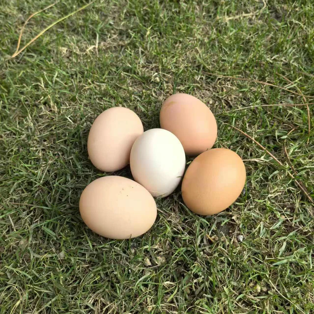 大箱鸡蛋吴小妹生态农场散养鸡蛋跑山鸡蛋土鸡蛋