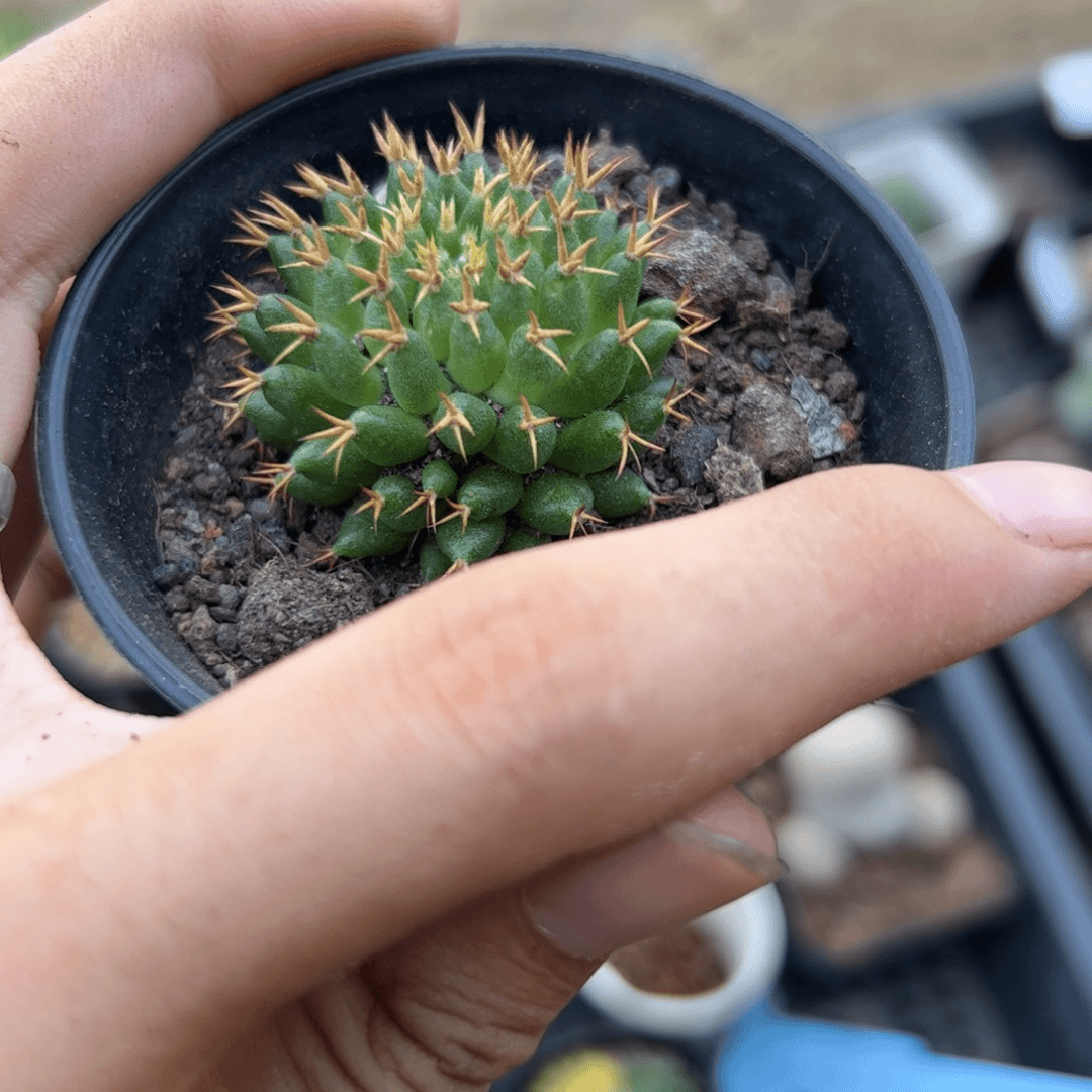 B864短豪刺芹死一颗