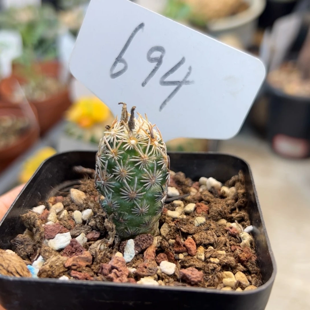 694 实生紫王子。