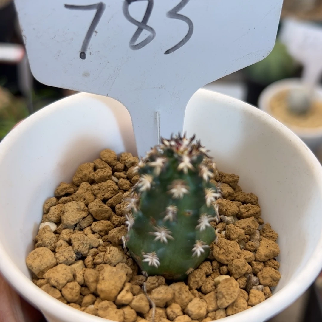 783 实生短豪刺青花虾。