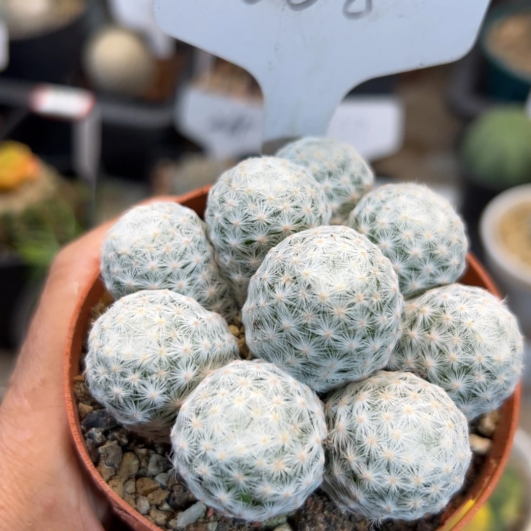 868 姬春星。