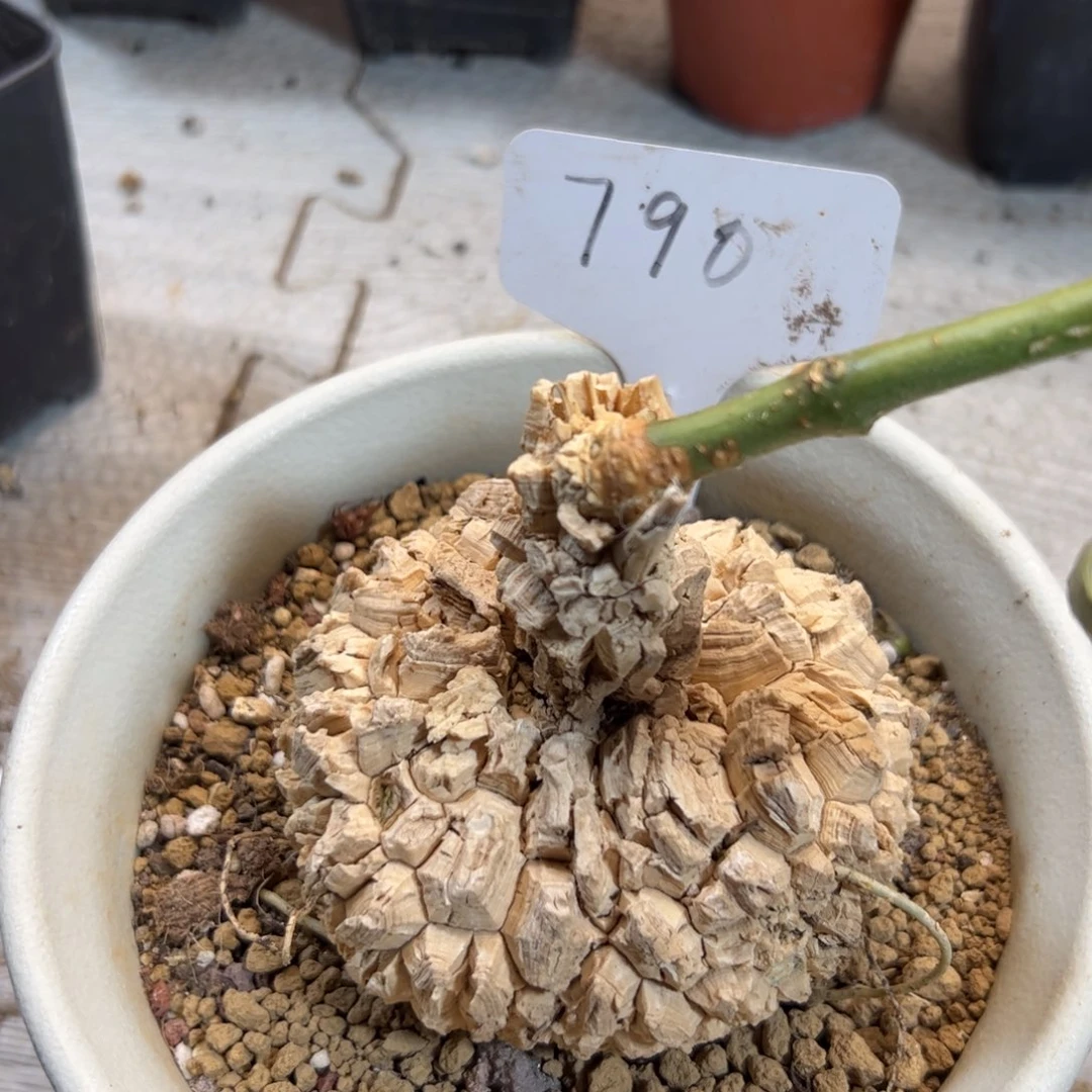 790 龟甲罗摩8.7l厘米