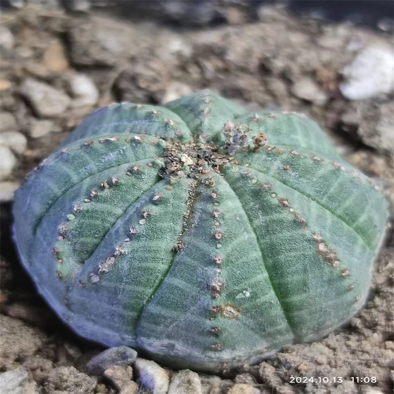 764萌球多肉植物园  布纹球 自根 仙人球一物一拍