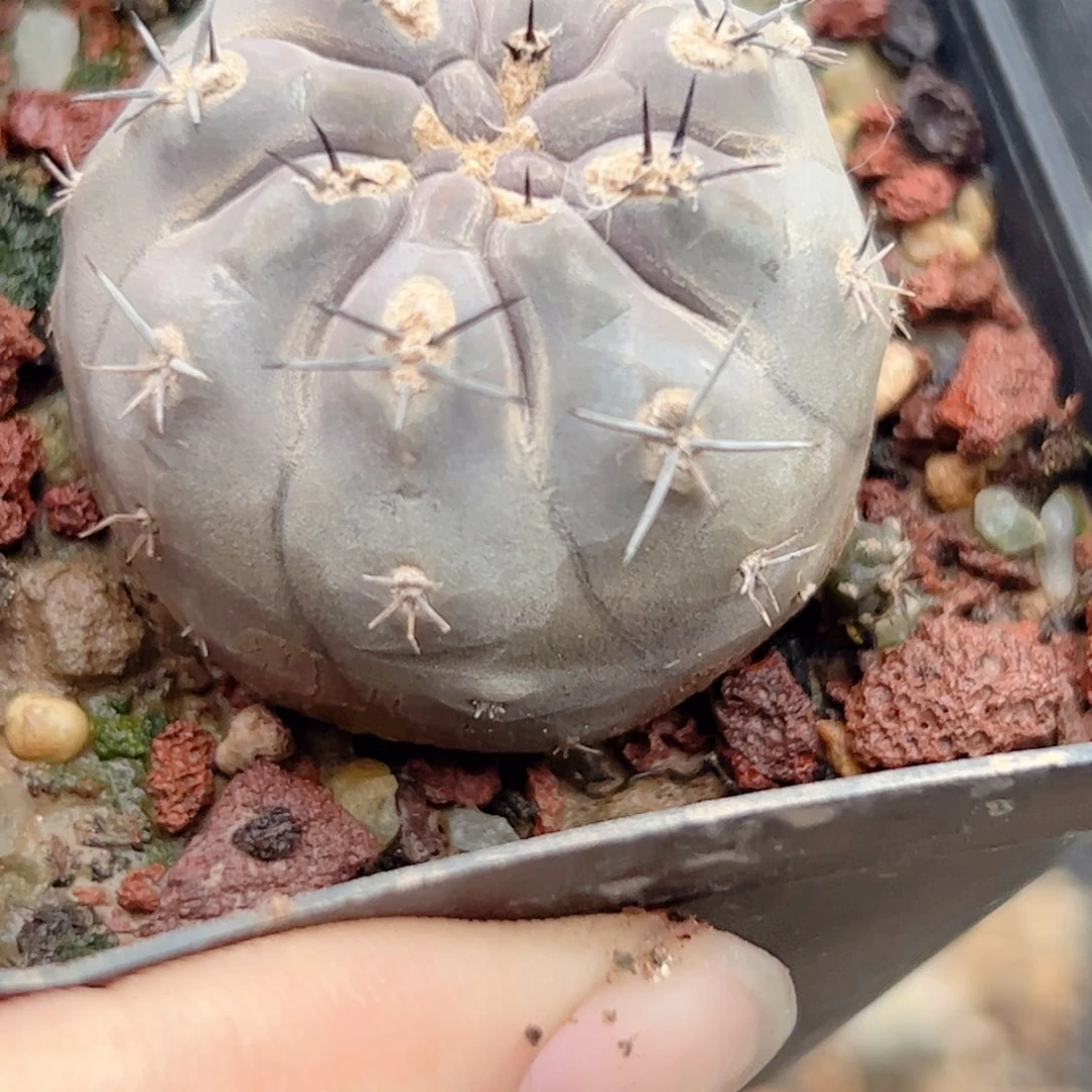 G953实生雅丽莎一颗