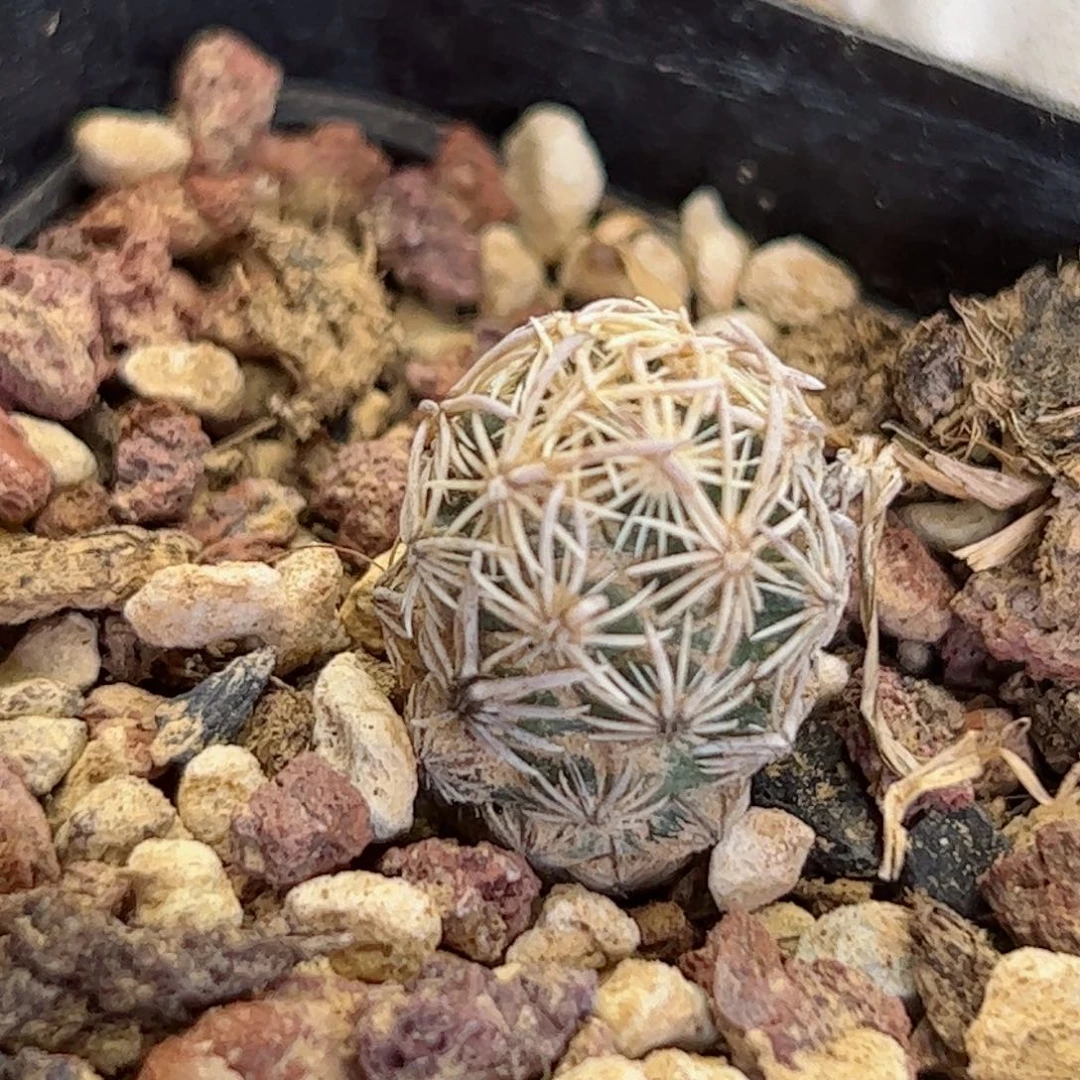 G127实生紫王子一刻小苗