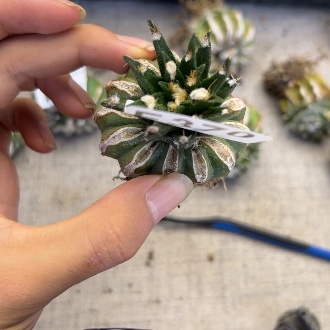 E370龙舌兰牡丹一颗嫁接
