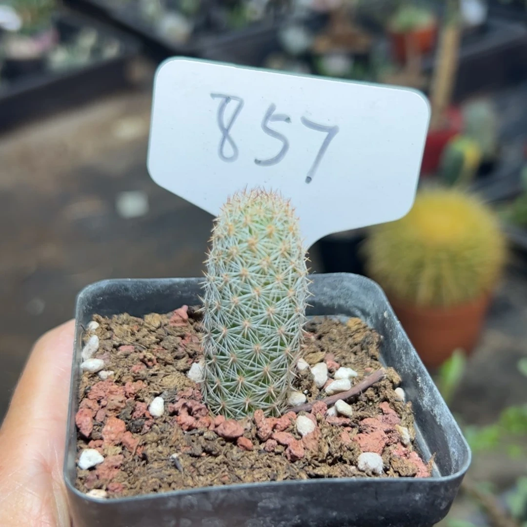 857 实生花岚。