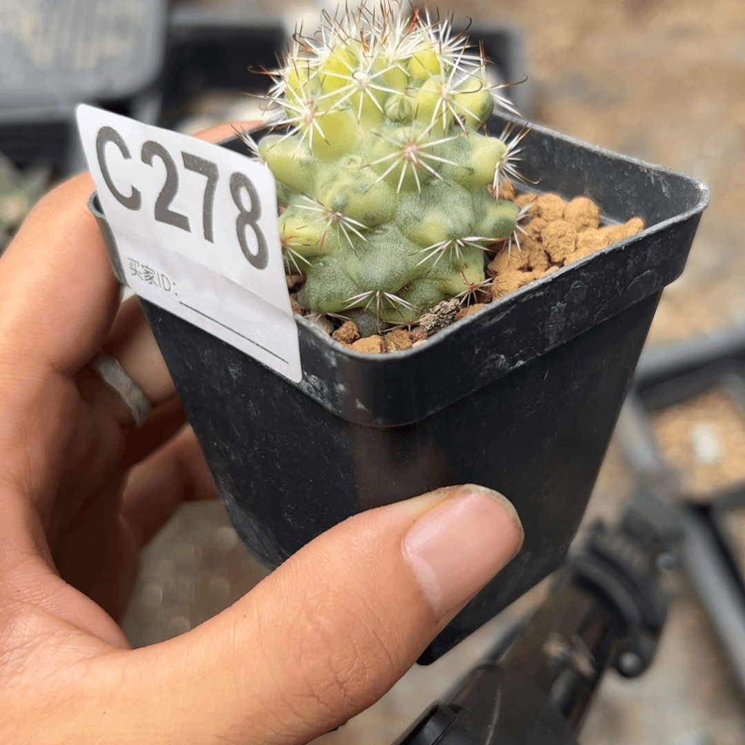 C278蓬莱宫锦一颗实生