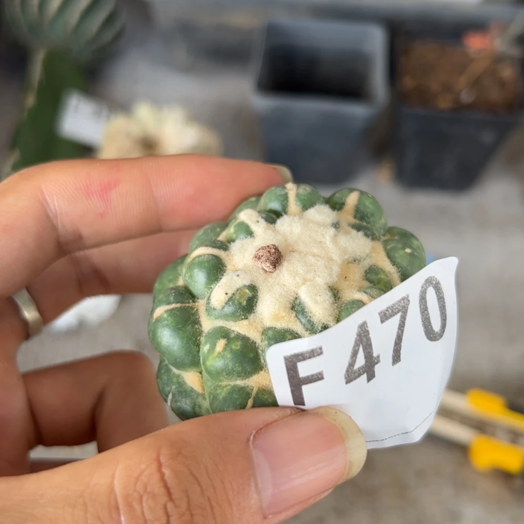 F470落地无根无刺象牙一颗