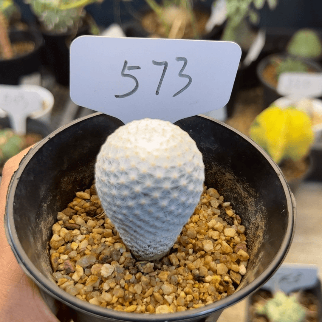 573 实生白鸟3.5厘米