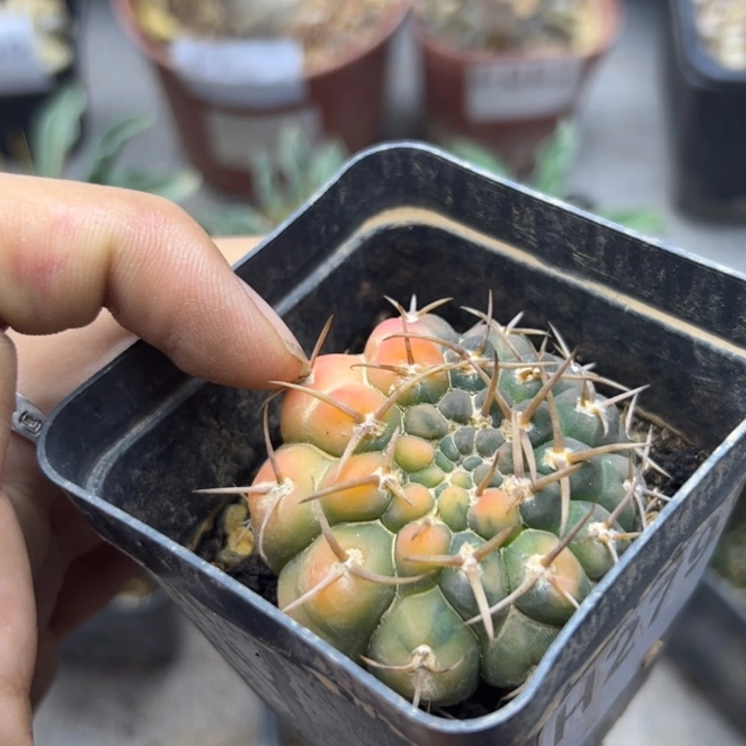 H279实生怪龙丸锦一颗