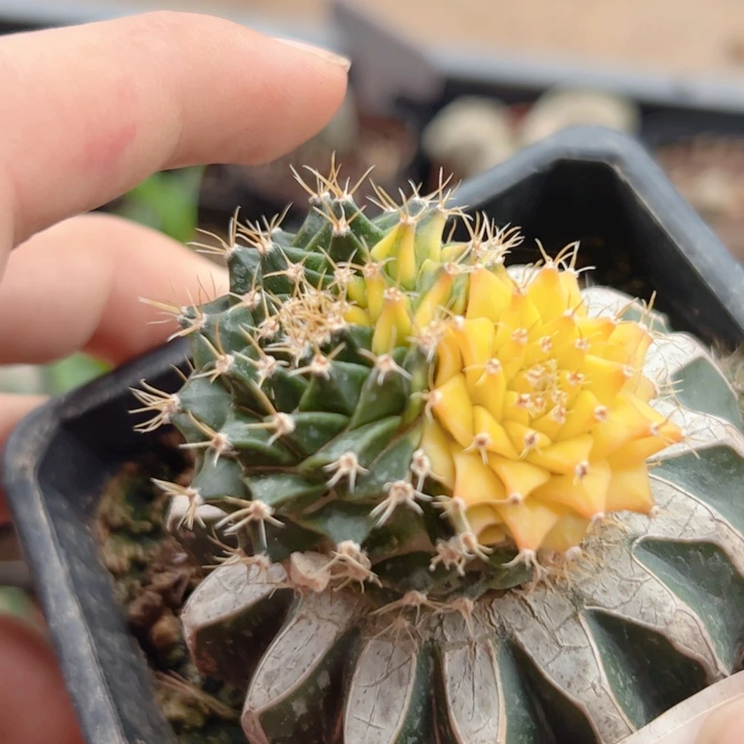 G184嫁接双头帝冠锦一颗