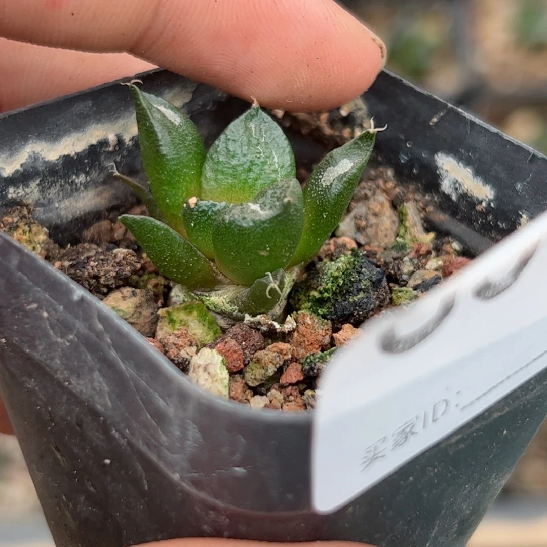 刚*好G579实生龟甲牡丹一颗阿啊