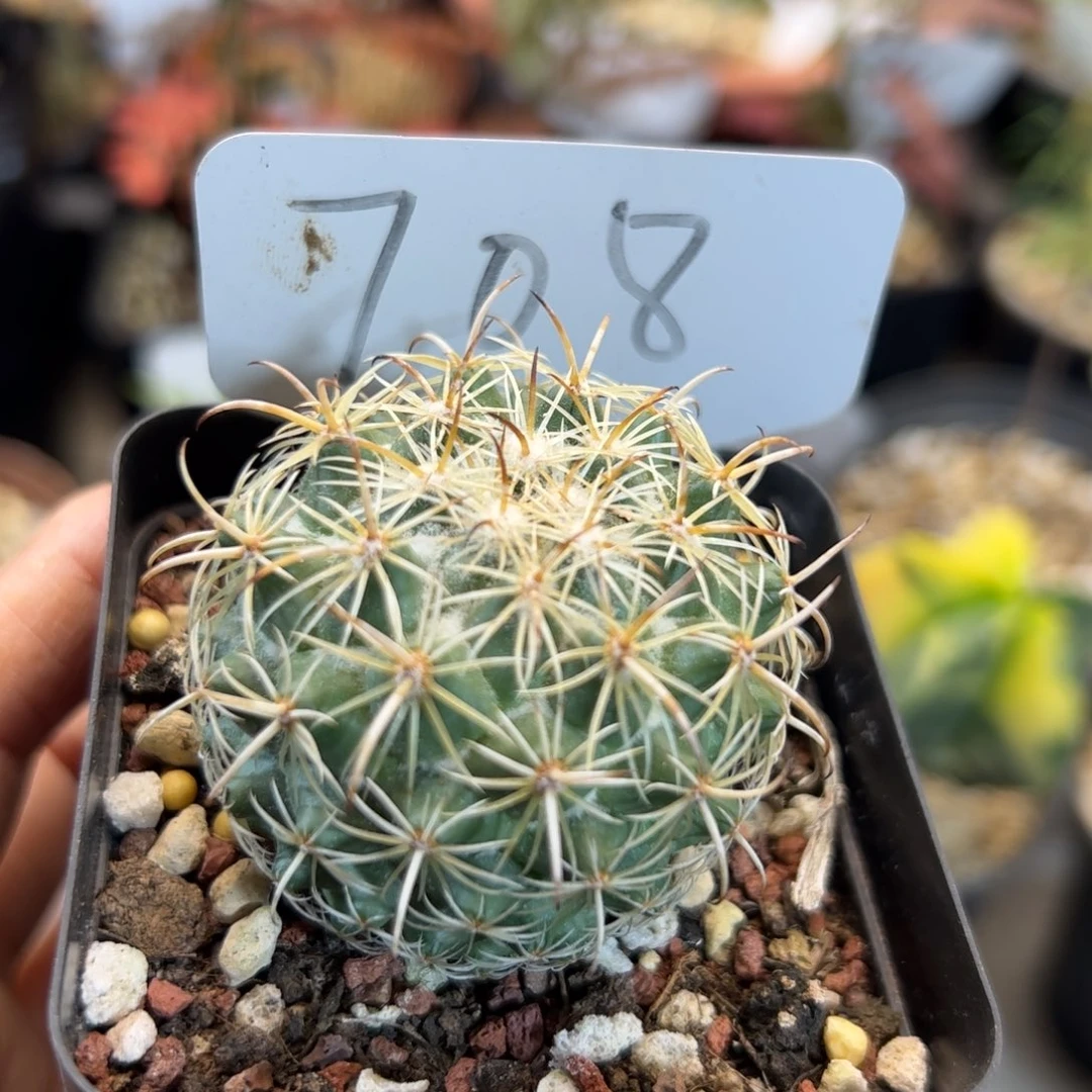 708 实生圣雄丸。