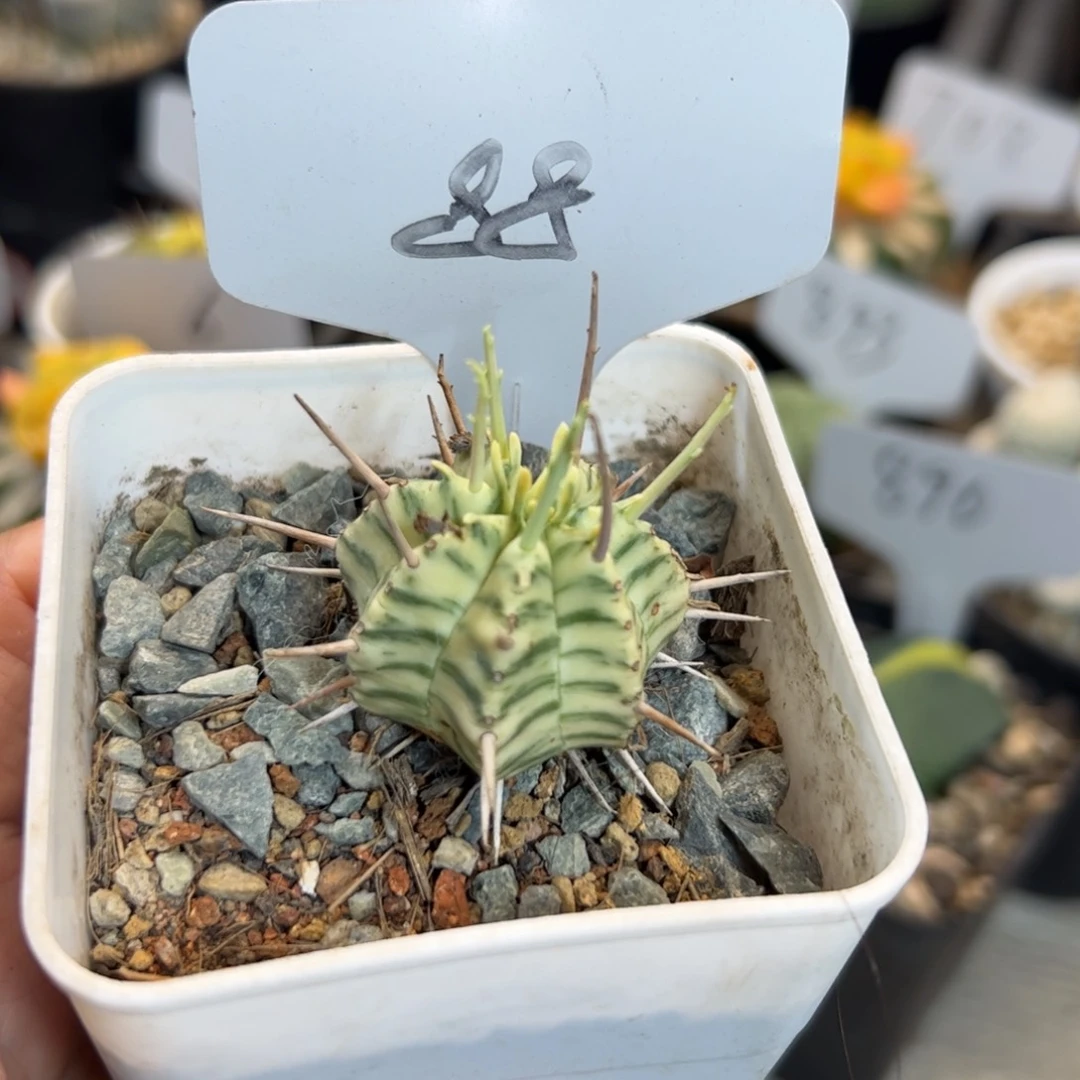 88 斑马锦。
