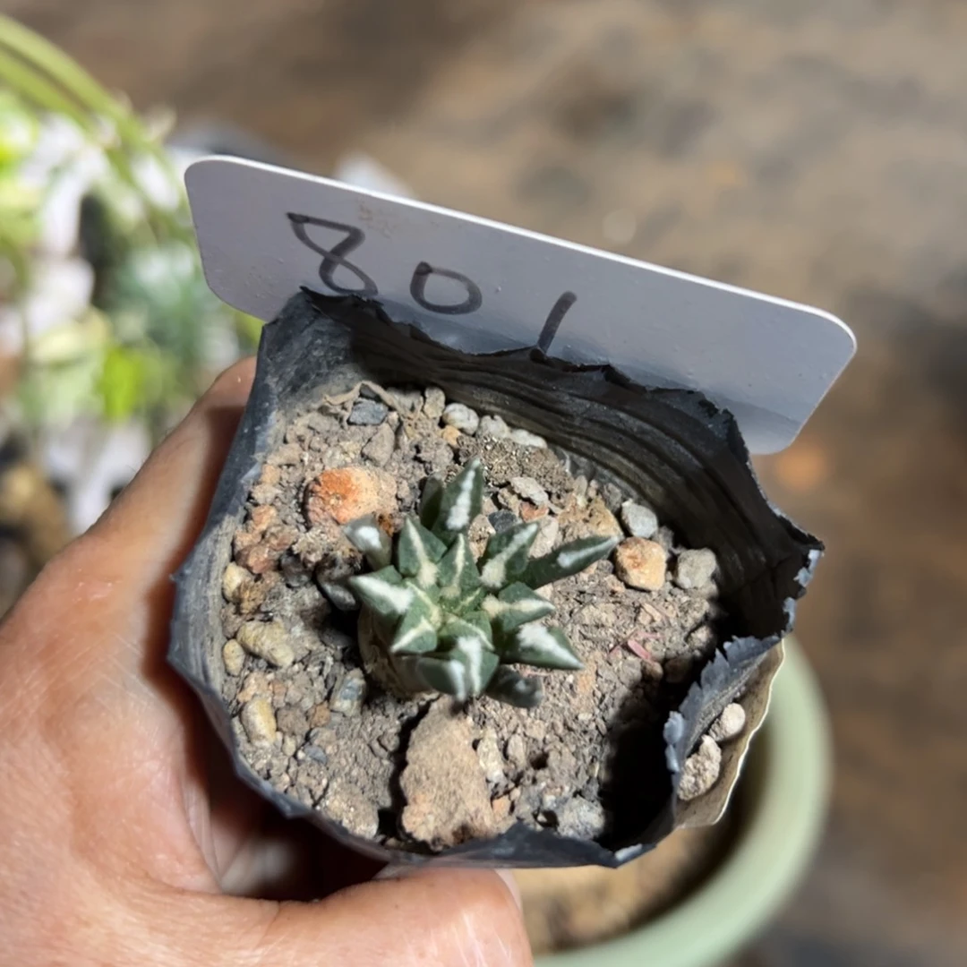 801 实生黑牡丹。