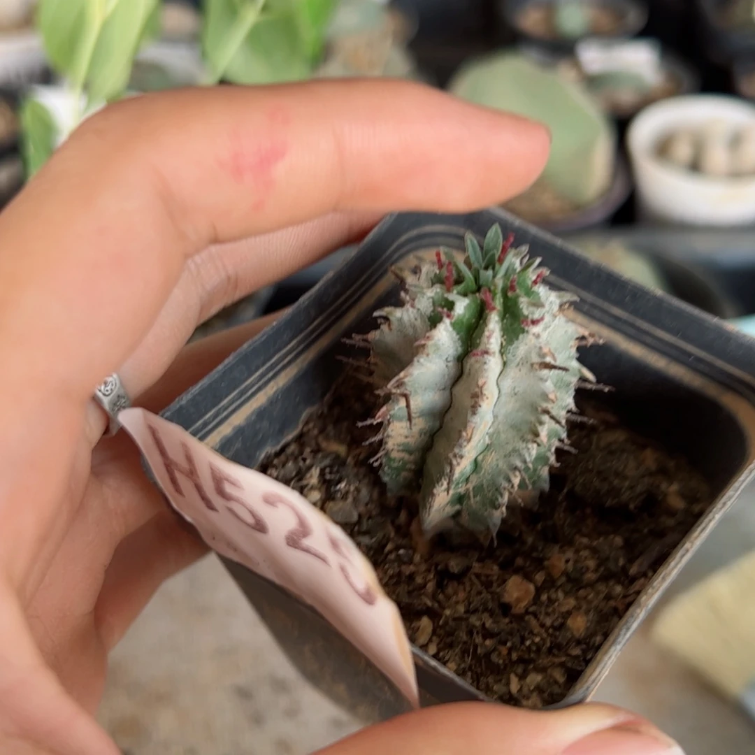 H526侧芽自根小柯白衣魁伟玉一颗