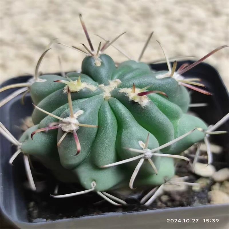 789萌球多肉植物园  庆松玉 实生  仙人球一物一拍