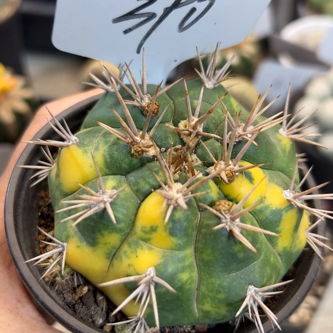 390 勇将丸锦。