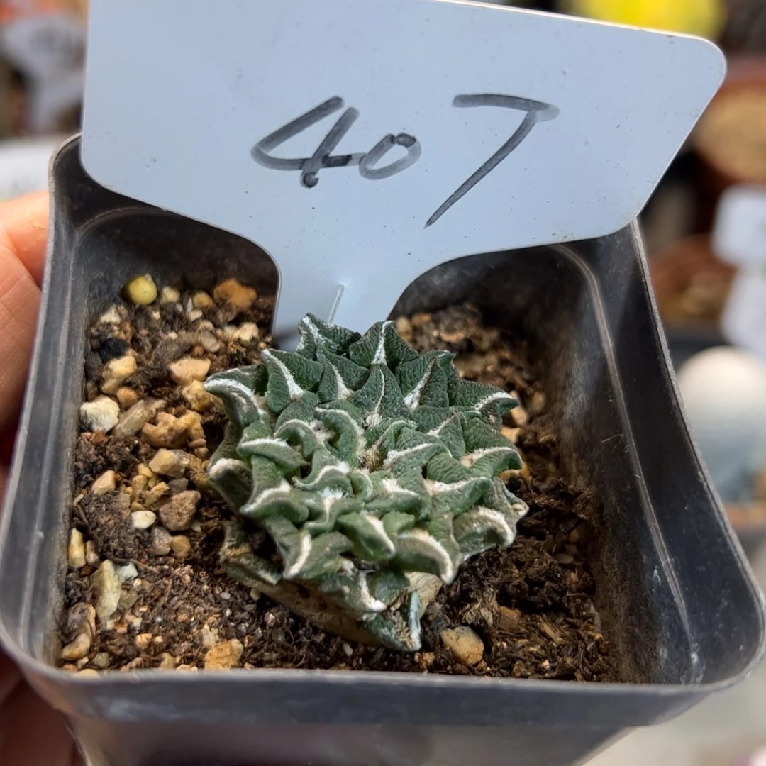 407  自根黑牡丹。