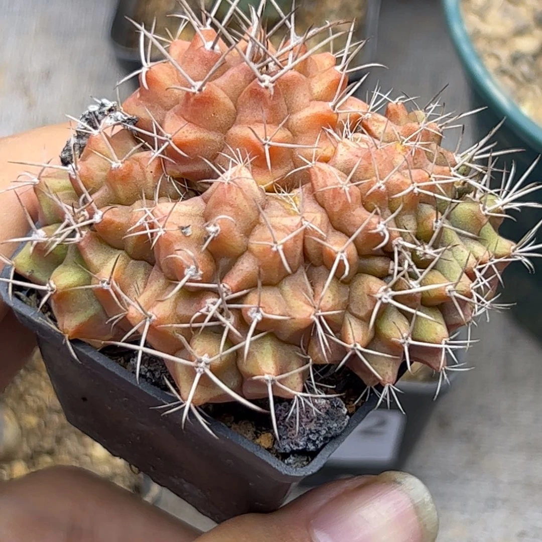 黄****G155一颗米哈群生