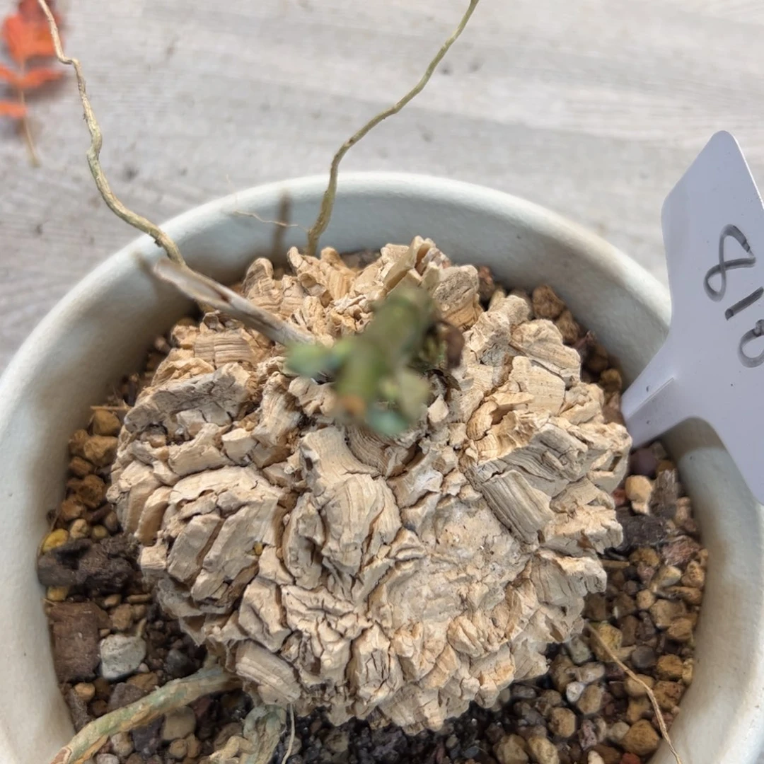 810 龟甲罗摩9.0厘米。