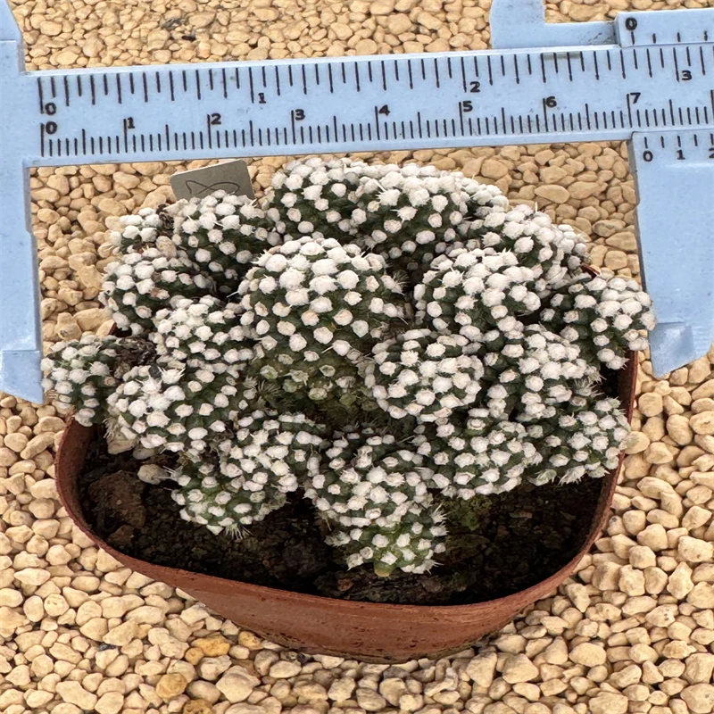 萌球多肉植物 白雪小群生 自根 一物一拍 上盆可爱阳台仙人球盆栽