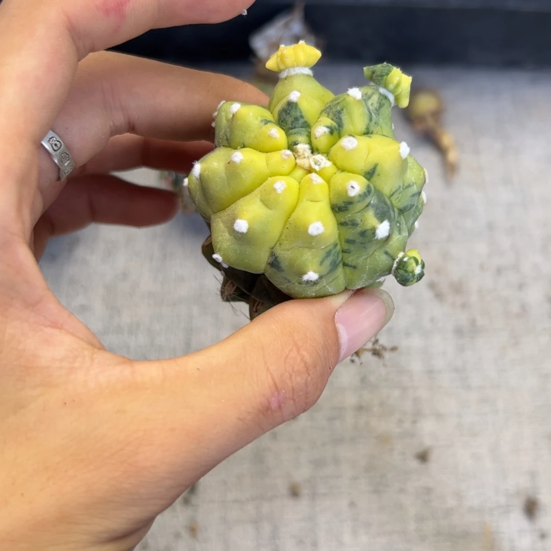 E431突尤鱼锦一颗