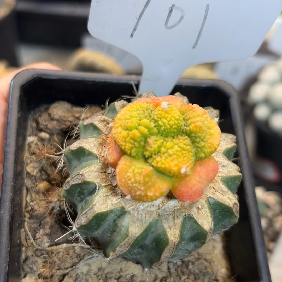 701 嫁接菜花怒涛牡丹锦