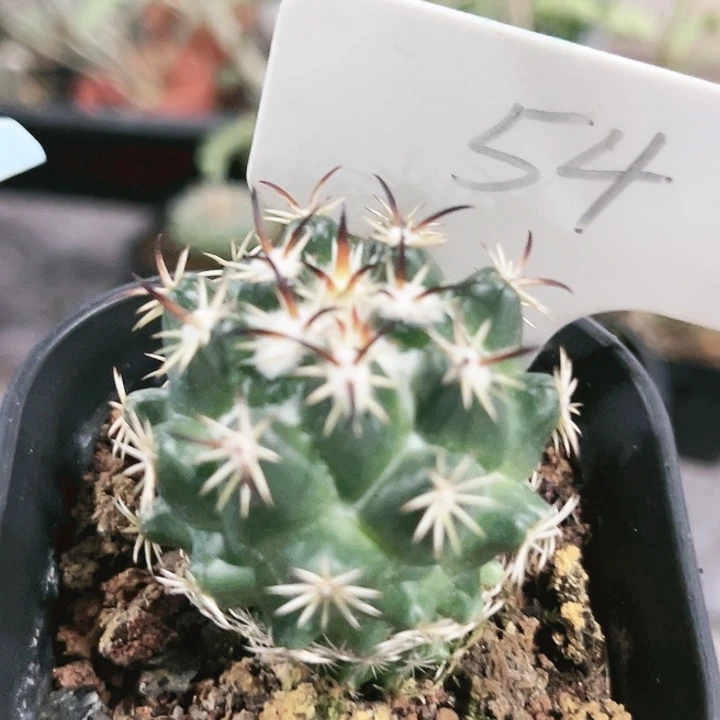 54 实生钢钉仙人球