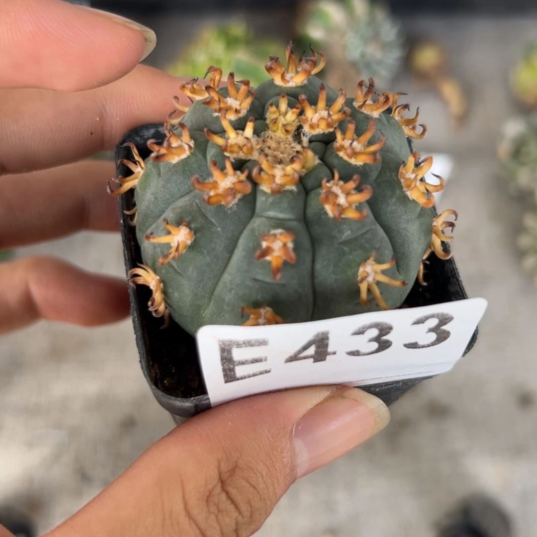 E433侧芽自根猫爪一颗