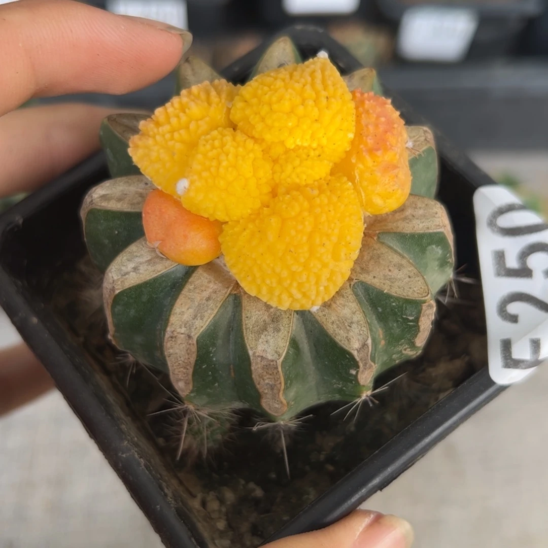 F250佳节牡丹锦一颗