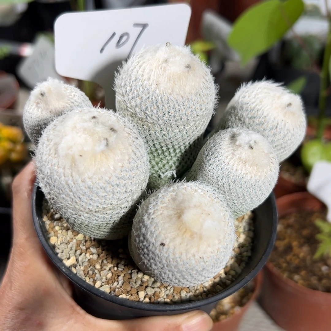 107 群生小人帽。