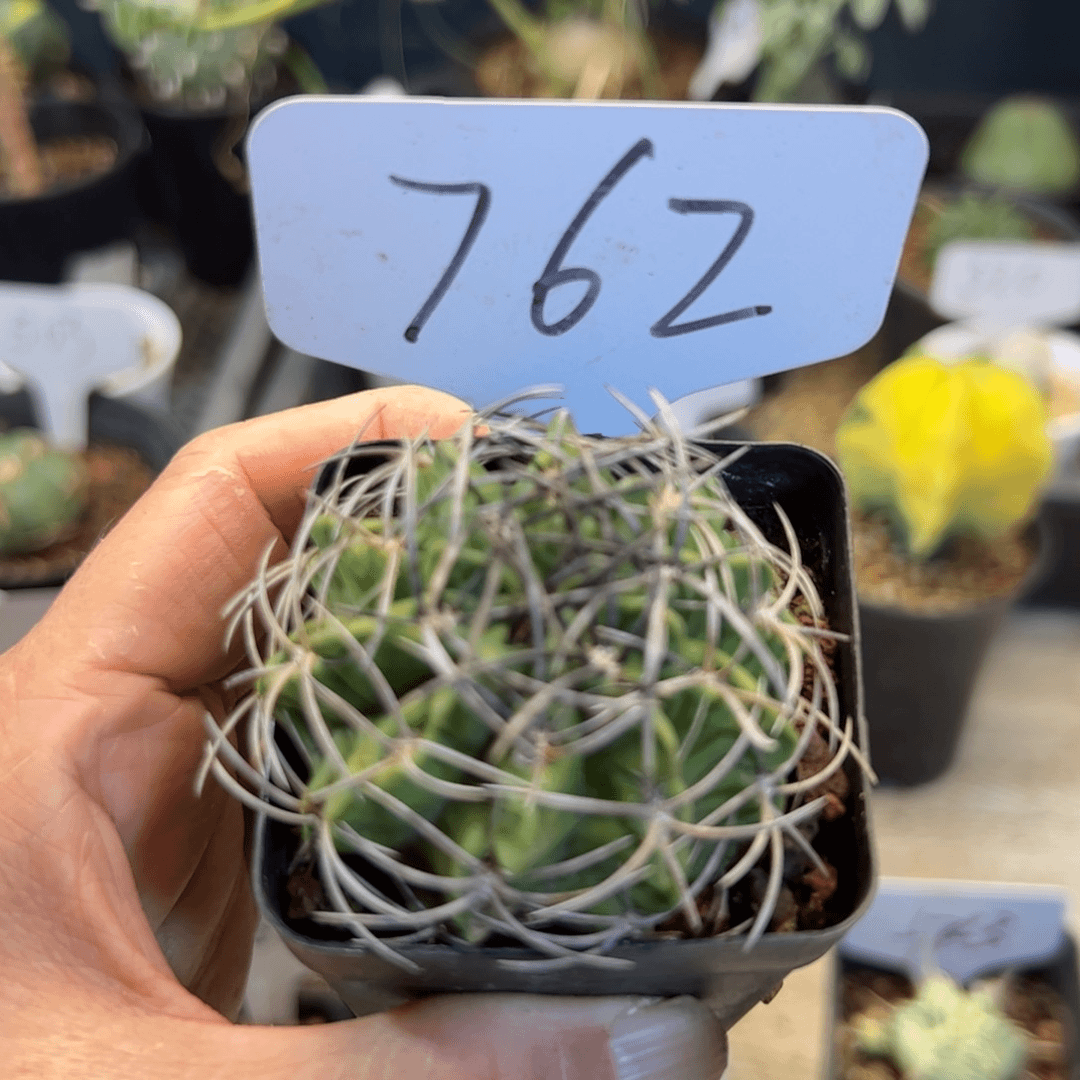 762 素妆玉