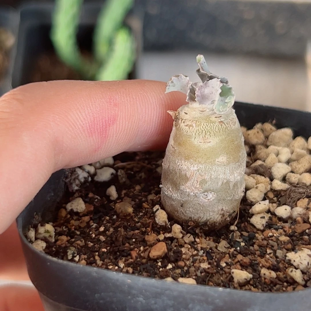 G072实生雪露厚墩菊一颗