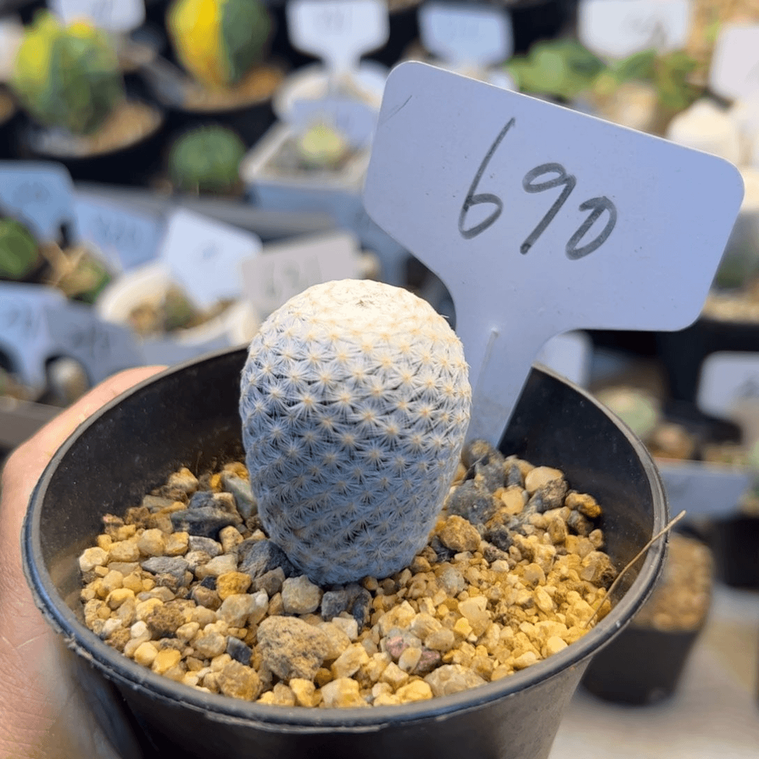 690 实生白鸟3.3厘米