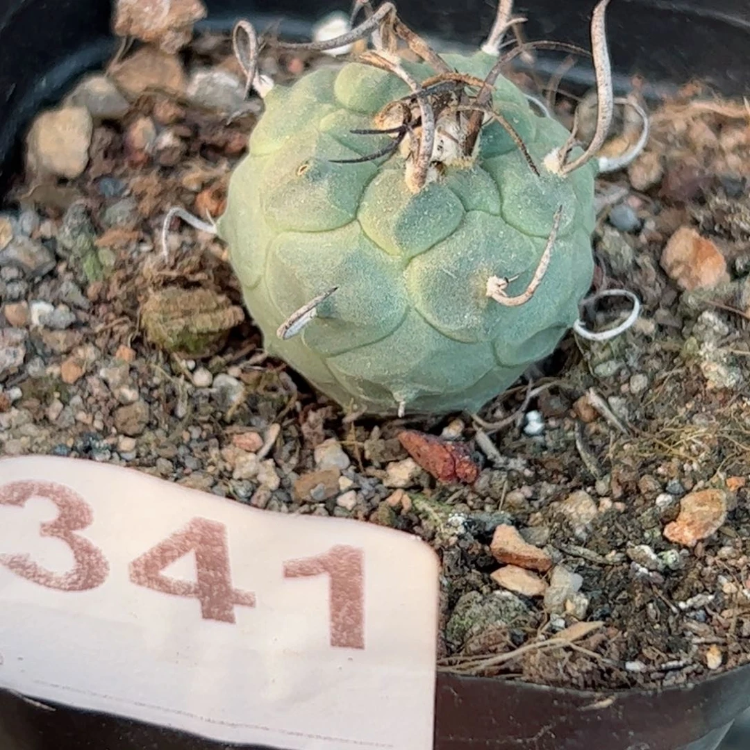 G341实生娇丽一颗小颗