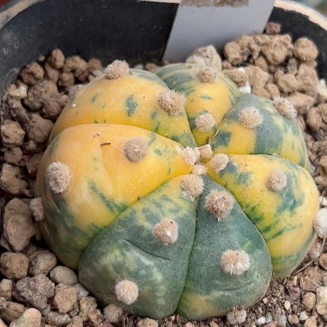 299自根大颗兜锦一颗