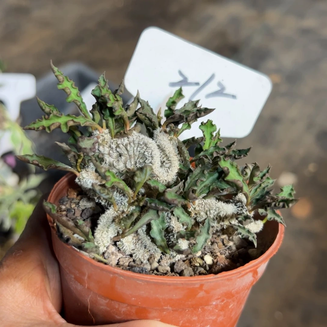 212 皱叶麒麟缀化