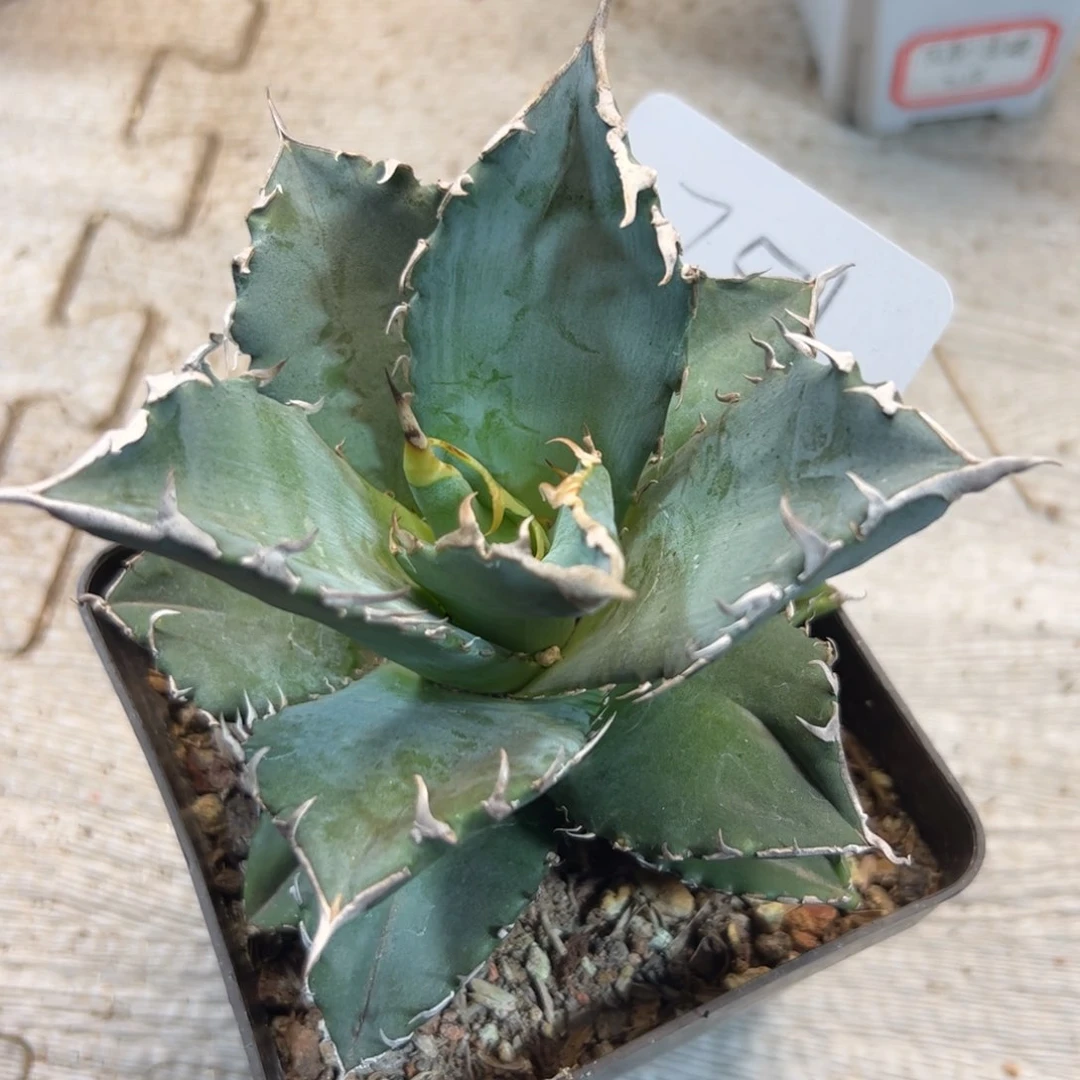 龙舌兰蓝鲸。