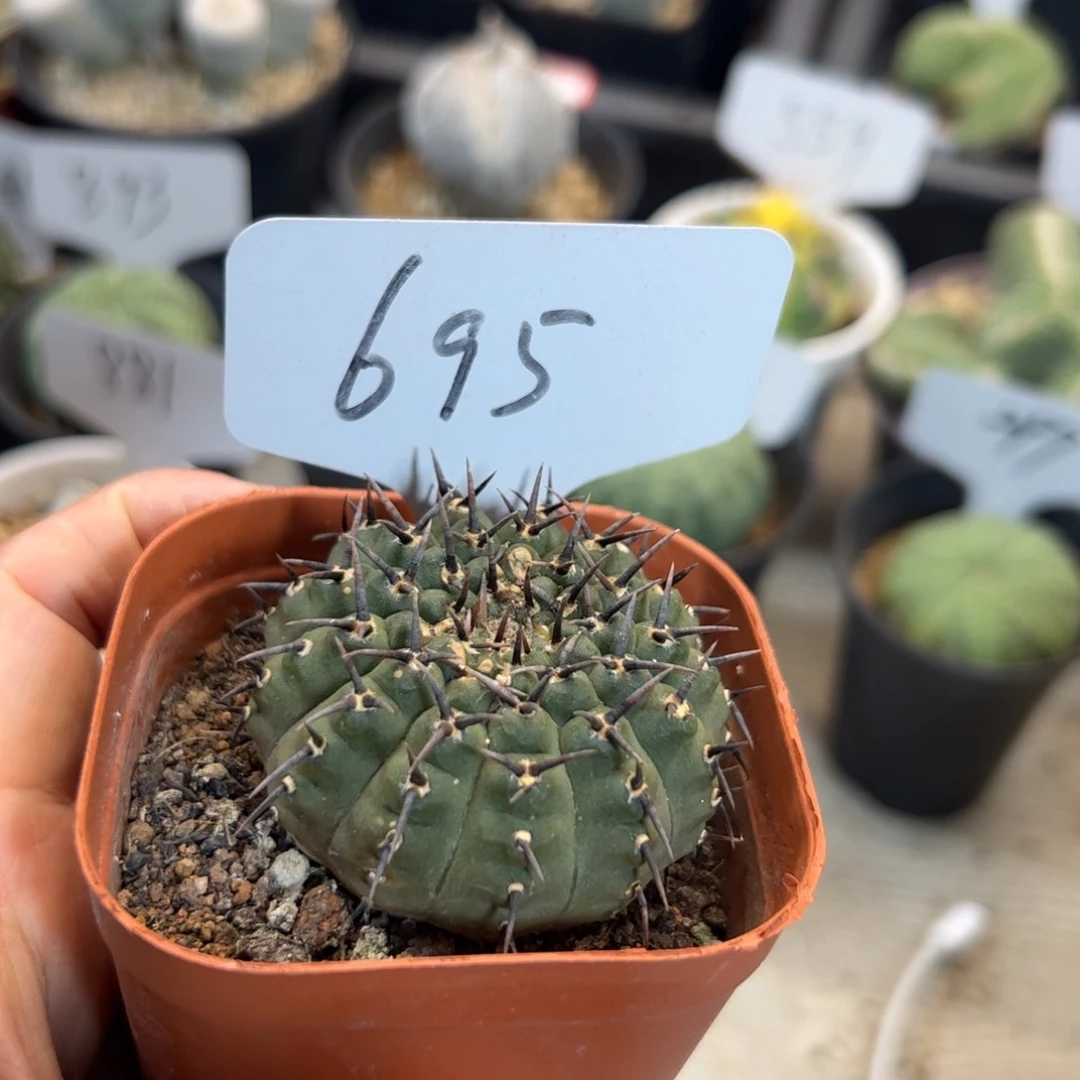 695 黑刺凤头。