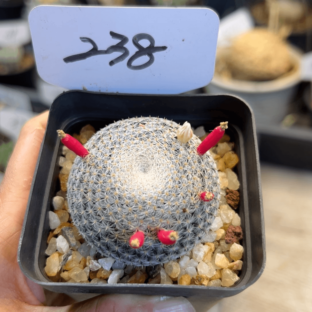 238 雪娟
