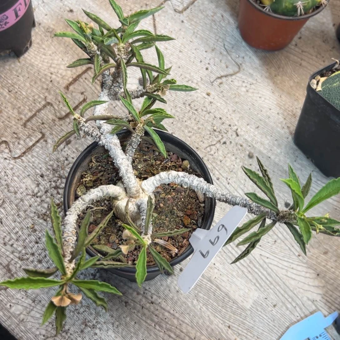 699 皱叶麒麟。